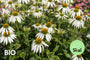 Bio-Weißer Sonnenhut - Echinacea purpurea 'Alba'