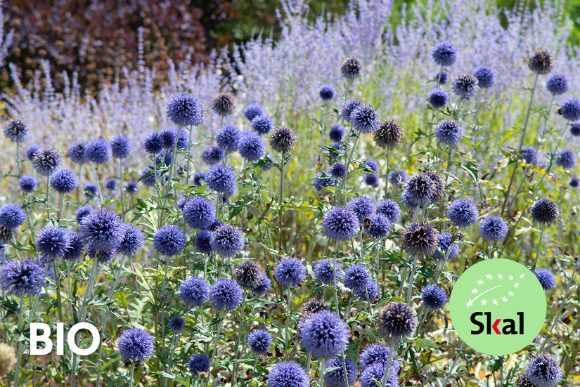 Bio-Kugeldistel - Echinops ritro 'Veitch's Blue'