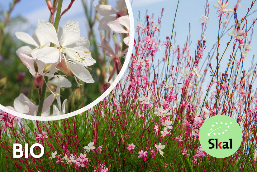 Schöne Bio-Kerze – Gaura lindheimeri. „Wirbelnde Schmetterlinge“