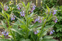Gemeiner Beinwell - Symphytum officinale