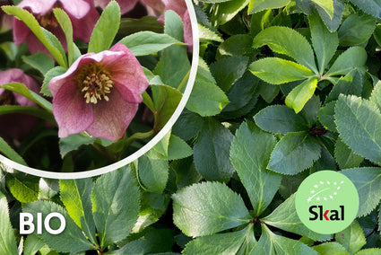 Bio-Orientalische Nieswurz - Helleborus orientalis