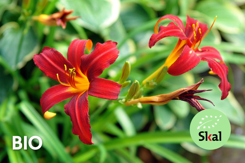 Bio-Taglilie - Hemerocallis 'Crimson Pirate'