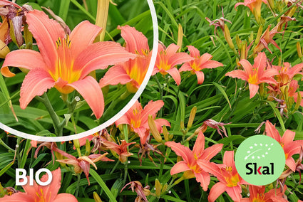 Bio-Taglilie (Pink) - Hemerocallis 'Pink Damask'