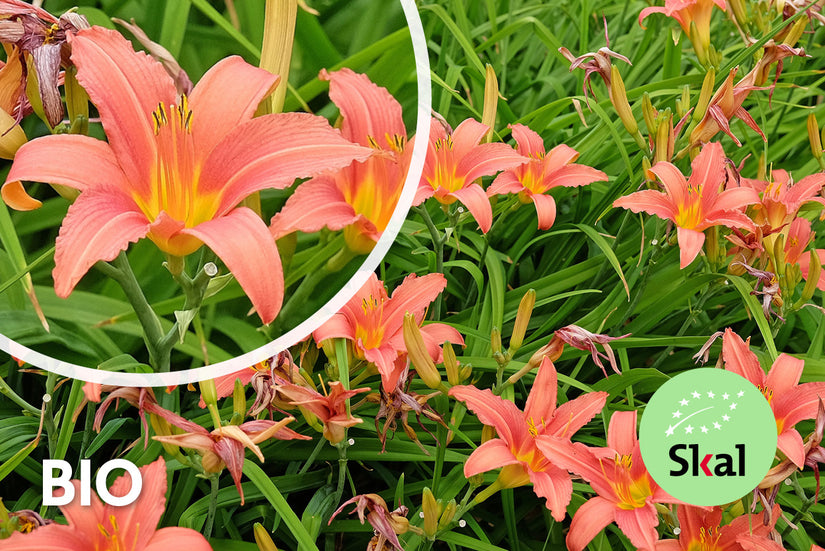 Bio-Taglilie - Hemerocallis 'Pink Damask'