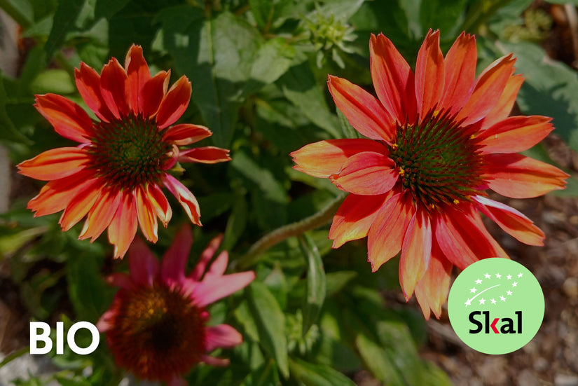 Bio Cockardblume - Gaillardia 'Burgunder'