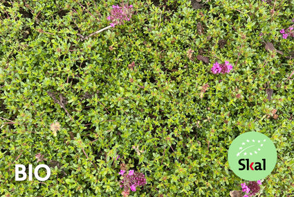 Bio Kriechender Thymian 'Rosa/Rot' - Thymus praecox 'Coccineus' (auch per/m2)