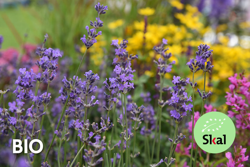 Bio-Lavendel - Lavandula angustifolia 'Munstead' TIPP