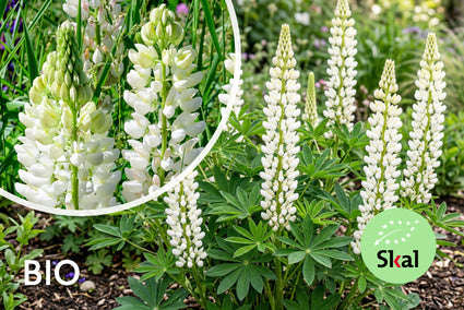 Lupine (Weiß) - Lupinus 'Gallery White'