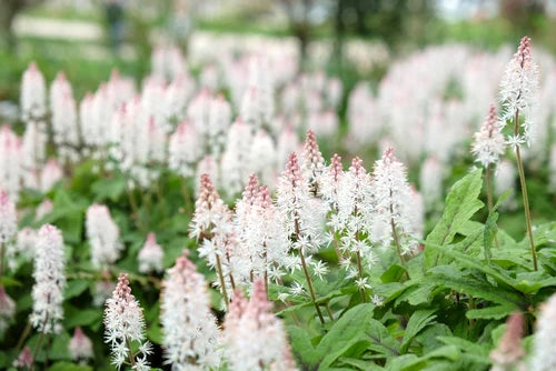 Bio-Schaumblume - Tiarella cordifolia