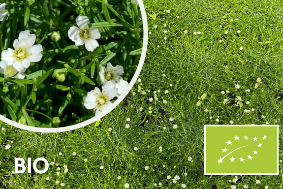 Biologische Pfriemen-Mastkraut - Sagina Subulata