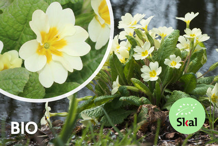 Bio-Primel - Primula vulgaris