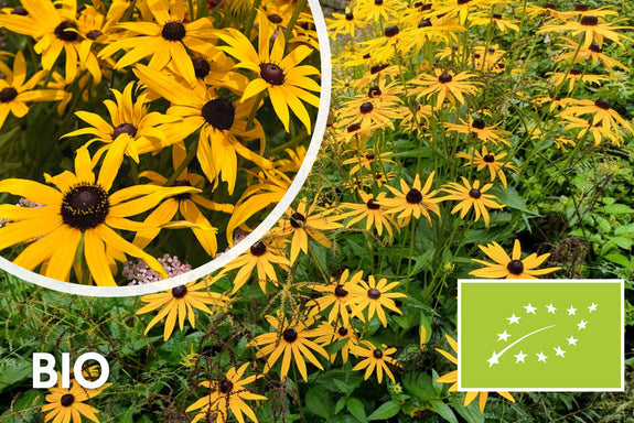 Bio-Gelber Sonnenhut - Rudbeckia Fulgida 'Goldsturm'