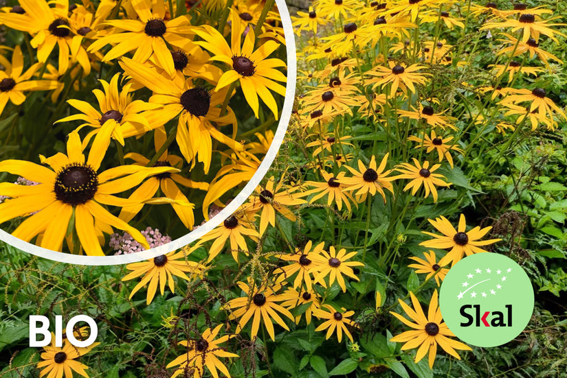 Bio-Gelber Sonnenhut - Rudbeckia Fulgida 'Goldsturm'