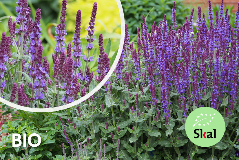 Bio-Salbei - Salvia nemorosa 'Mainacht' TIPP