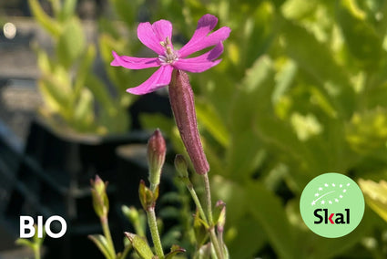 Bio-Himmelrose – Silene schafta