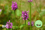 Bio-Andoorn - Stachys monieri 'Hummelo'