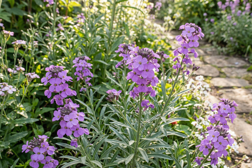 Felsenrakete - Erysimum linifolium 'Bowles Mauve'