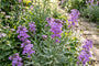 Felsenrakete - Erysimum linifolium 'Bowles Mauve'