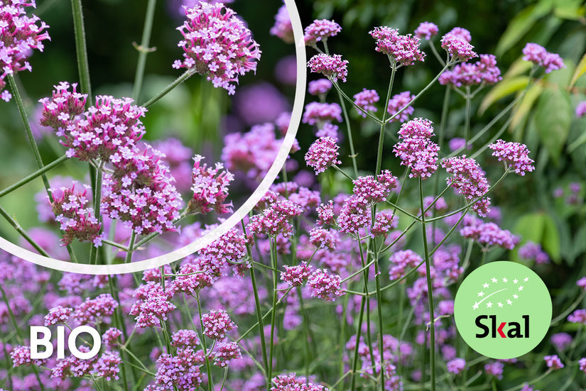 Bio-Eisenkraut - Verbena Bonariensis