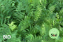 Bio-Weibchenfarn - Athyrium filix-femina