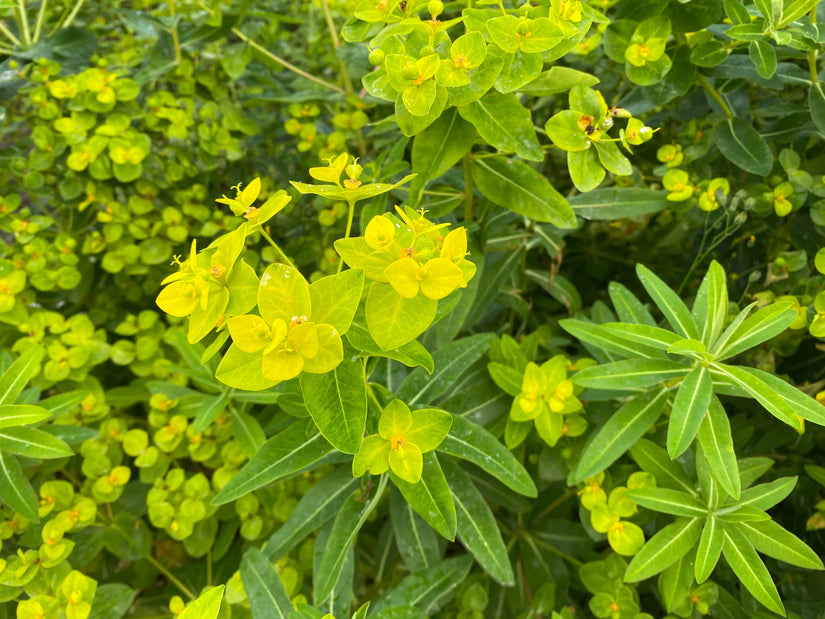 Bio Wolfsmilch - Euphorbia Martinii