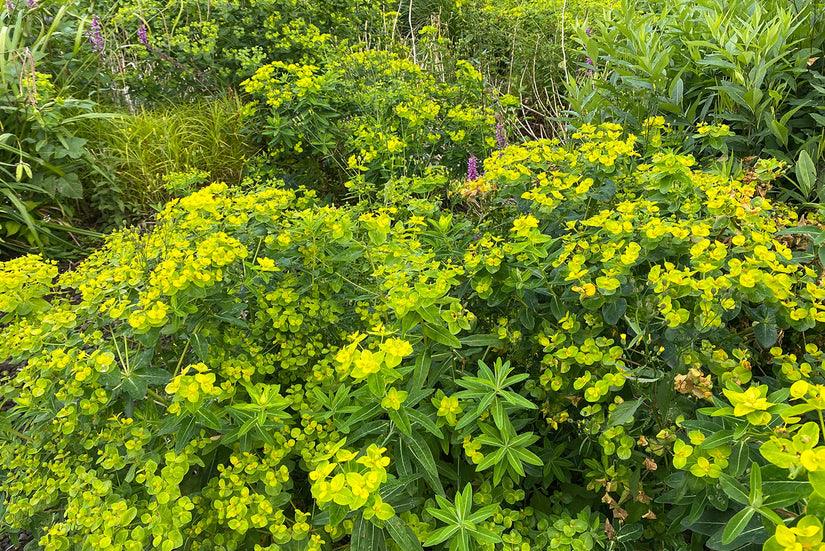 Bio Wolfsmilch - Euphorbia Martinii