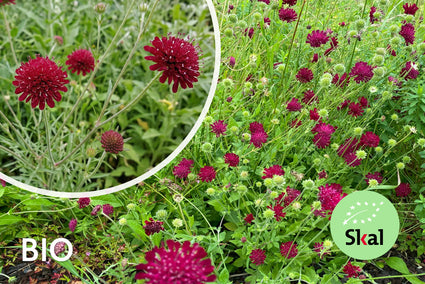 Wiesenkrone - Knautia macedonica