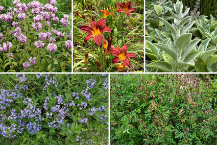 Bio-Beetpaket Marjon Nährstoffreicher Boden Sonnig