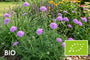 Biologisch Duifkruid - Scabiosa columbaria