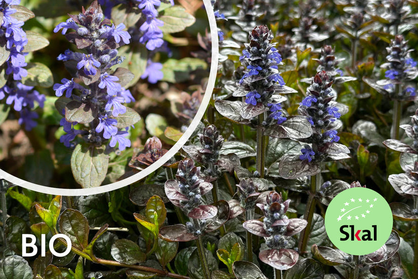 Kriechendes Zenegreen - Ajuga reptans 'Atropurpurea' (auch pro/m2)
