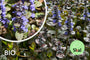 Kriechendes Zenegreen - Ajuga reptans 'Atropurpurea' (auch pro/m2)