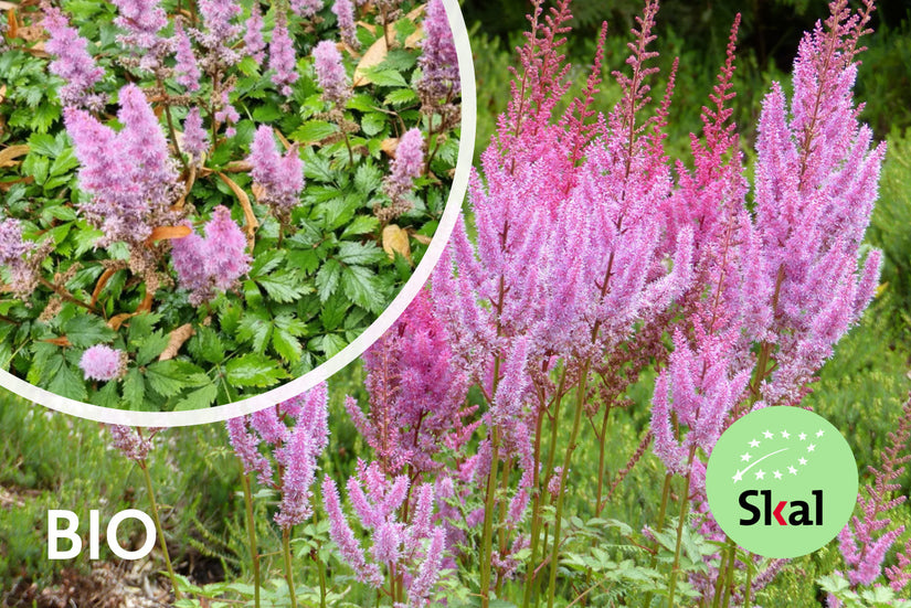 Biologisch Spierstruik - Astilbe chinensis 'Pumila'