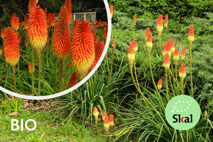 Bio-Feuerpfeil – Kniphofia uvaria