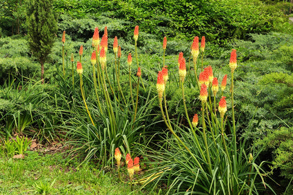 Bio-Feuerpfeil – Kniphofia uvaria