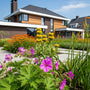 ai sfeerbeeld van geranium max frei met passende combinaties met brandkruid en daglelies
