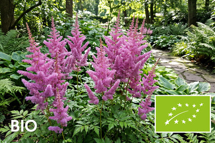 Biologische Prachtspiere - Astilbe 'Amethyst'