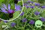 Kornblume - Centaurea montana