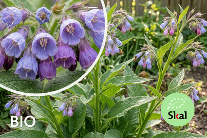 Gemeiner Beinwell - Symphytum officinale