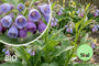 Gemeiner Beinwell - Symphytum officinale
