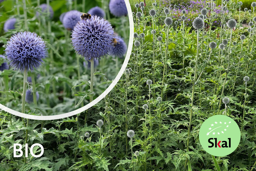 Kugeldistel - Echinops ritro