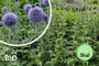Kugeldistel - Echinops ritro