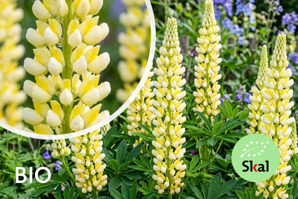 Lupine (Hellgelb) - Lupinus 'Chandelier'