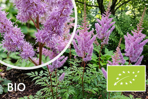Muskelstrauch - Astilbe chinensis 'Superba' TIPP