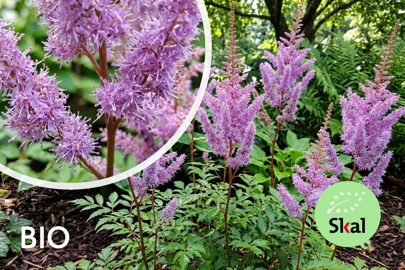 Muskelstrauch - Astilbe chinensis 'Superba' TIPP