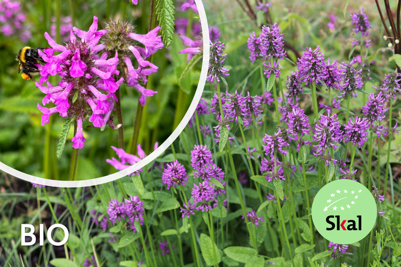 Stachys officinalis - Betonie (einheimisch)