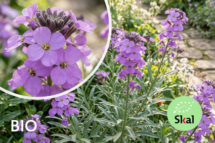 Felsenrakete - Erysimum linifolium 'Bowles Mauve'