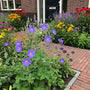 Bio Wiesen-Storchschnabel (Lila/Blau 70 cm) - Geranium Pratense