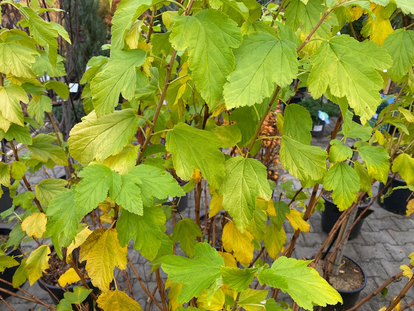 Blasensüß - Physocarpus opulifolius 'Angel Gold'