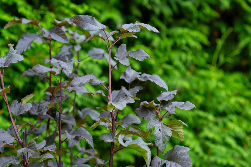 Blasensüß - Physocarpus opulifolius 'Diabolo'