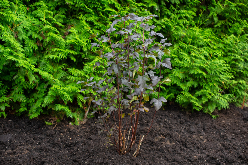 Blaasspirea Physocarpus opulifolius Diabolo struik in C7.5 pot 80-100 cm voorbeeld wat u koopt